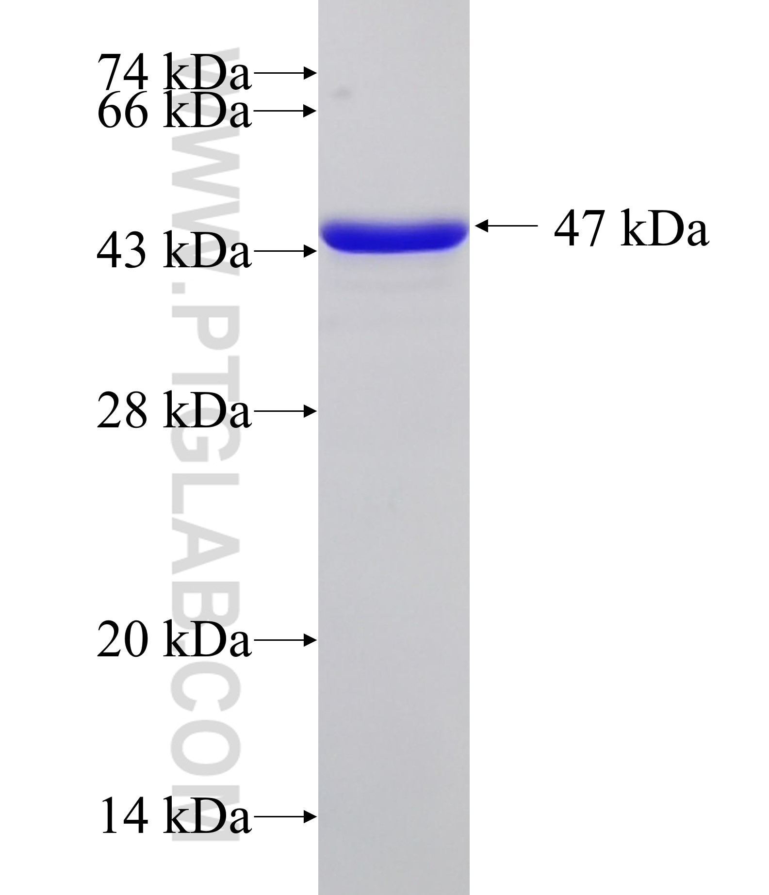 GABPA fusion protein Ag33705 SDS-PAGE