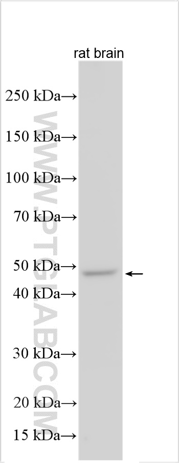 WB analysis using 28535-1-AP