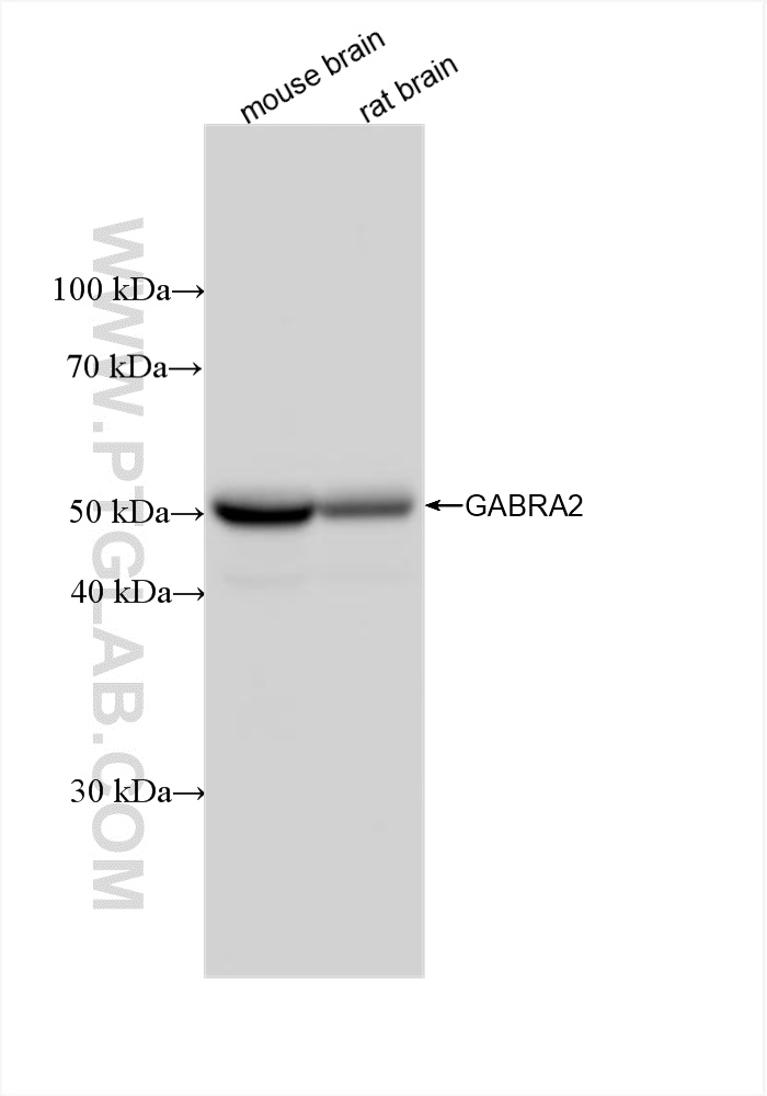 WB analysis using 83057-2-RR