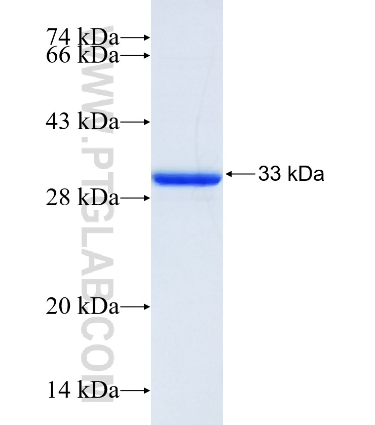 GABRA2 fusion protein Ag29301 SDS-PAGE