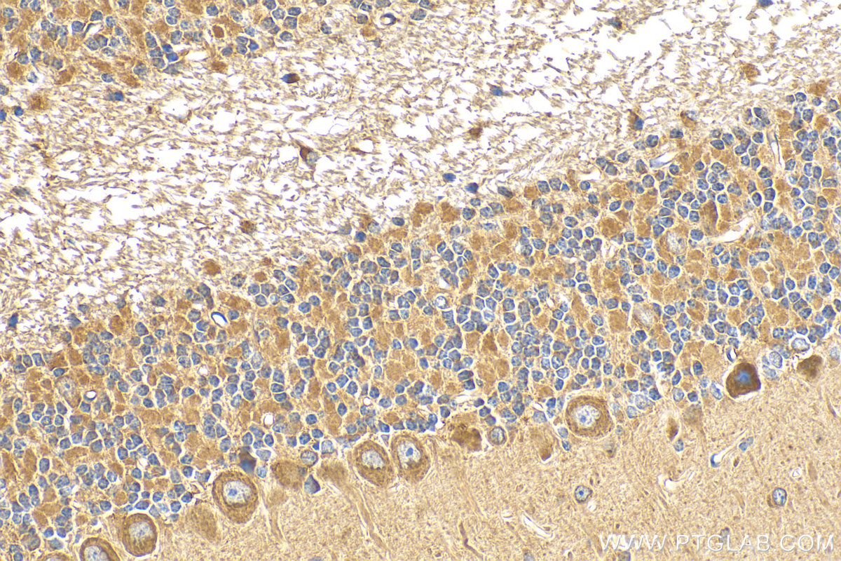 IHC staining of mouse cerebellum using 21766-1-AP (same clone as 21766-1-PBS)