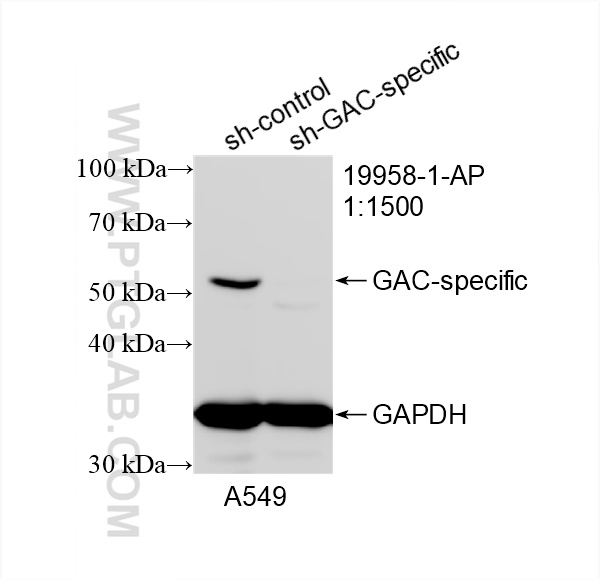 WB analysis of A549 using 19958-1-AP