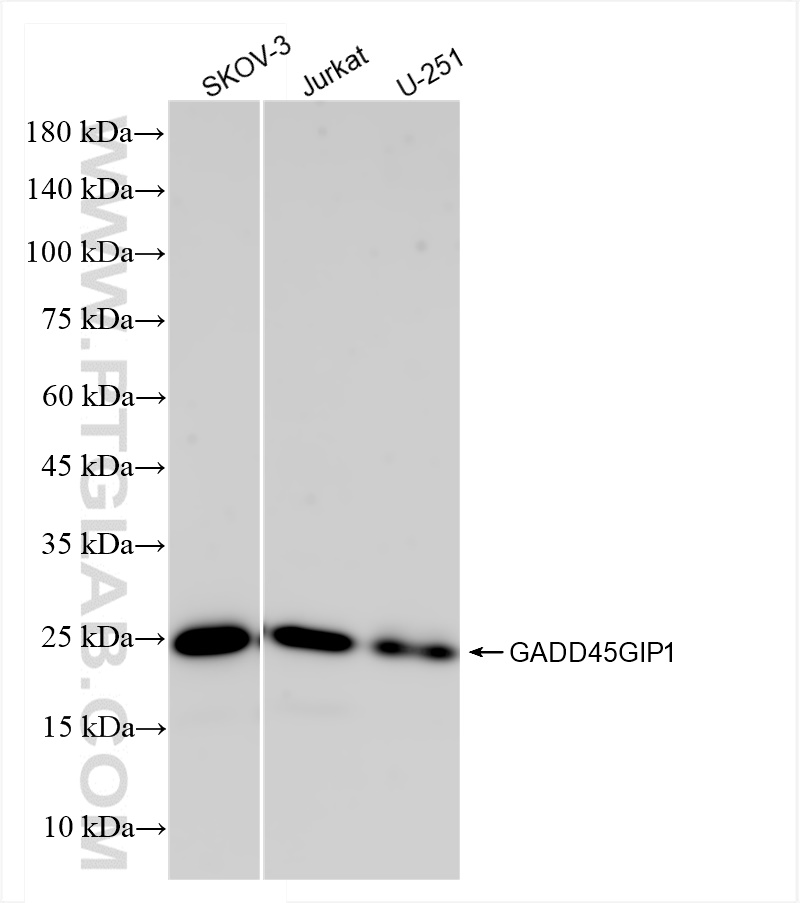 WB analysis using 83823-5-RR