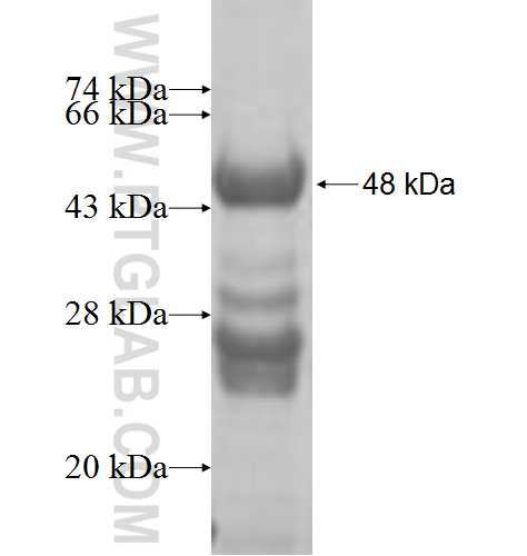 GALK1 fusion protein Ag7300 SDS-PAGE