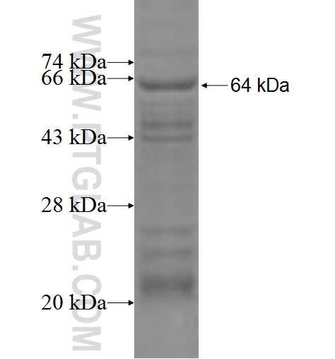 GALNS fusion protein Ag6746 SDS-PAGE