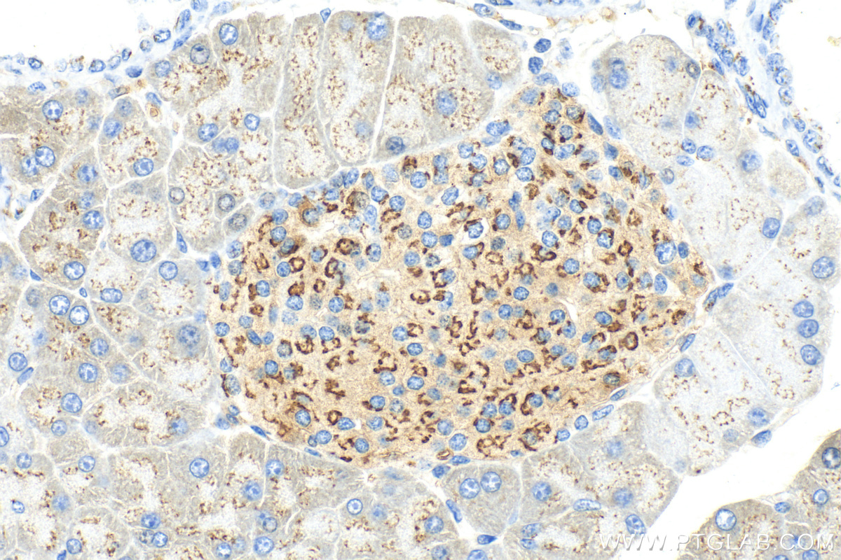 IHC staining of mouse pancreas using 17441-1-AP