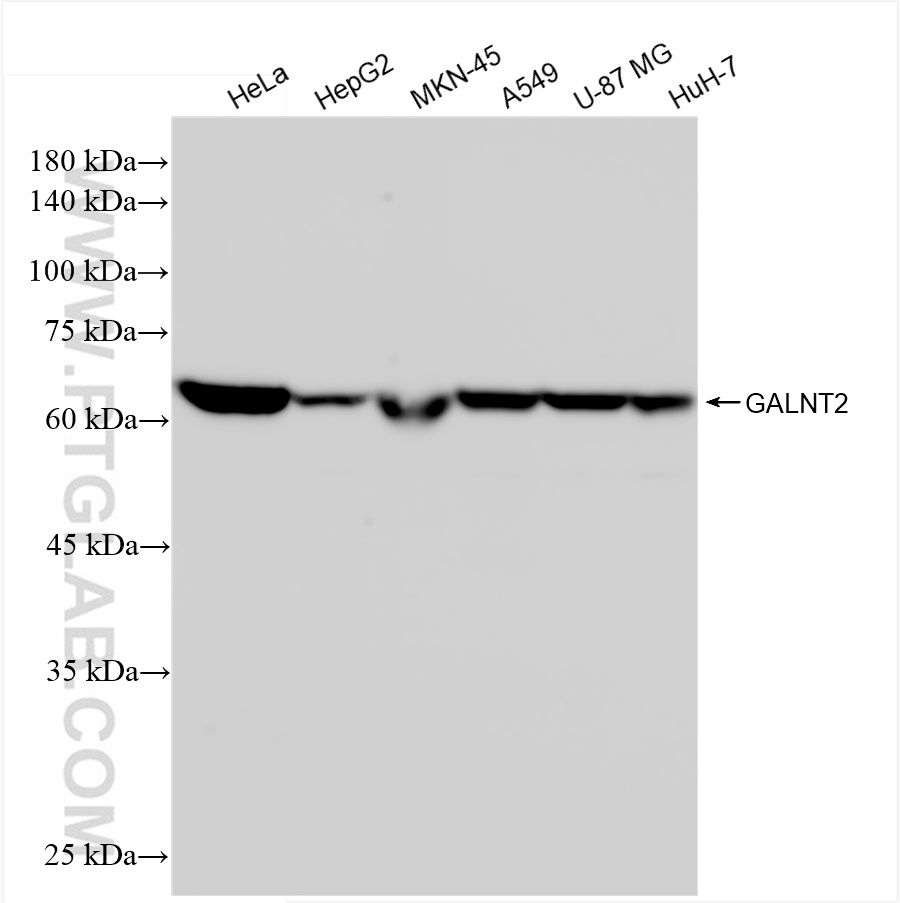 WB analysis using 83703-2-RR