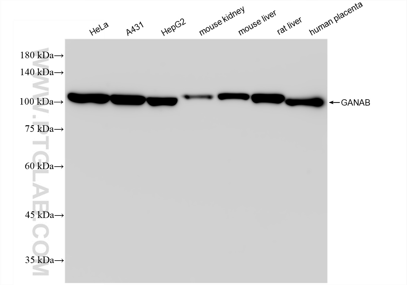 WB analysis using 83324-1-RR (same clone as 83324-1-PBS)