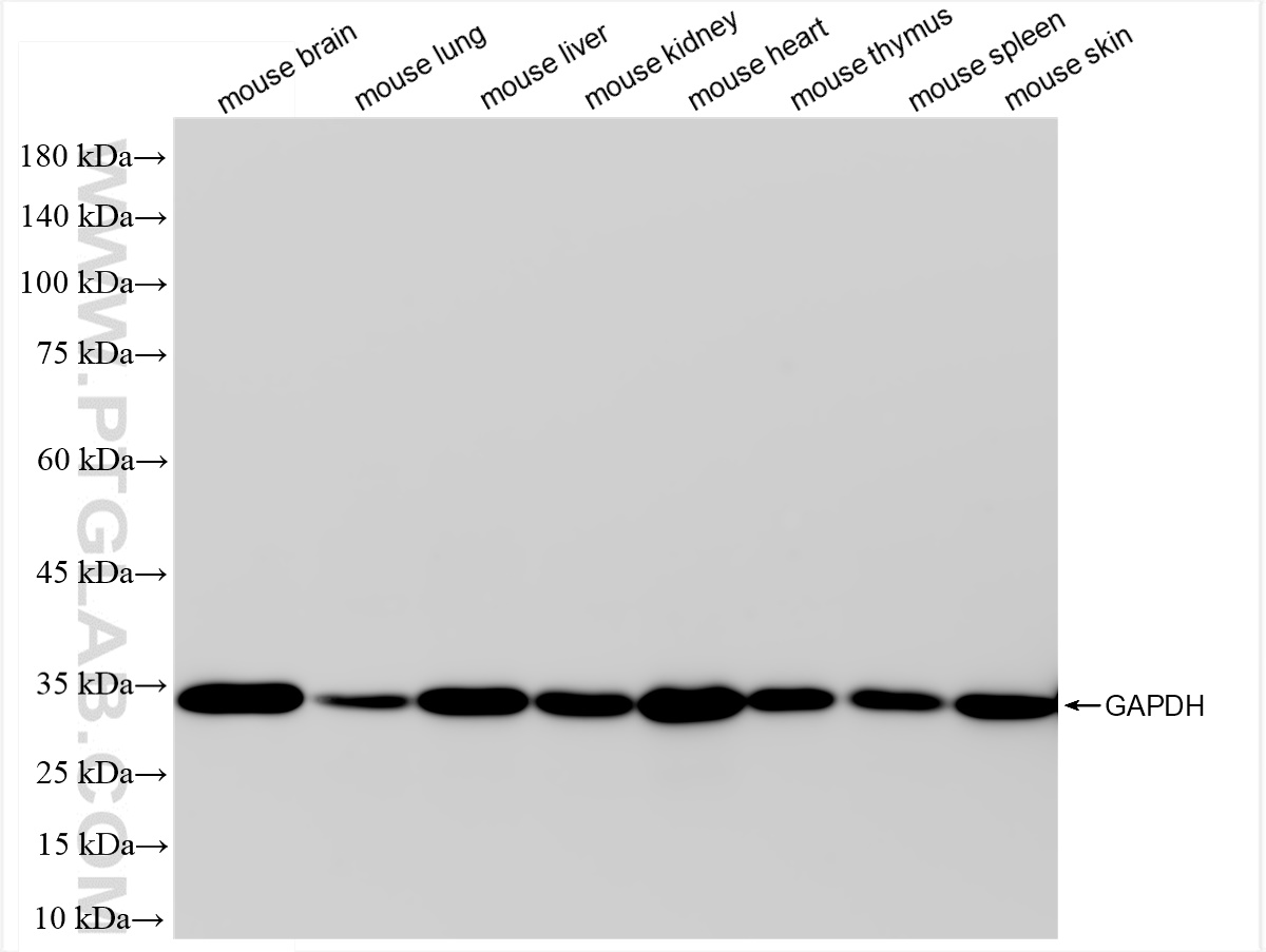 WB analysis using HRP-60004