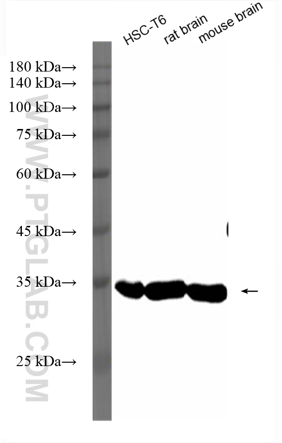 WB analysis using HRP-81640-5