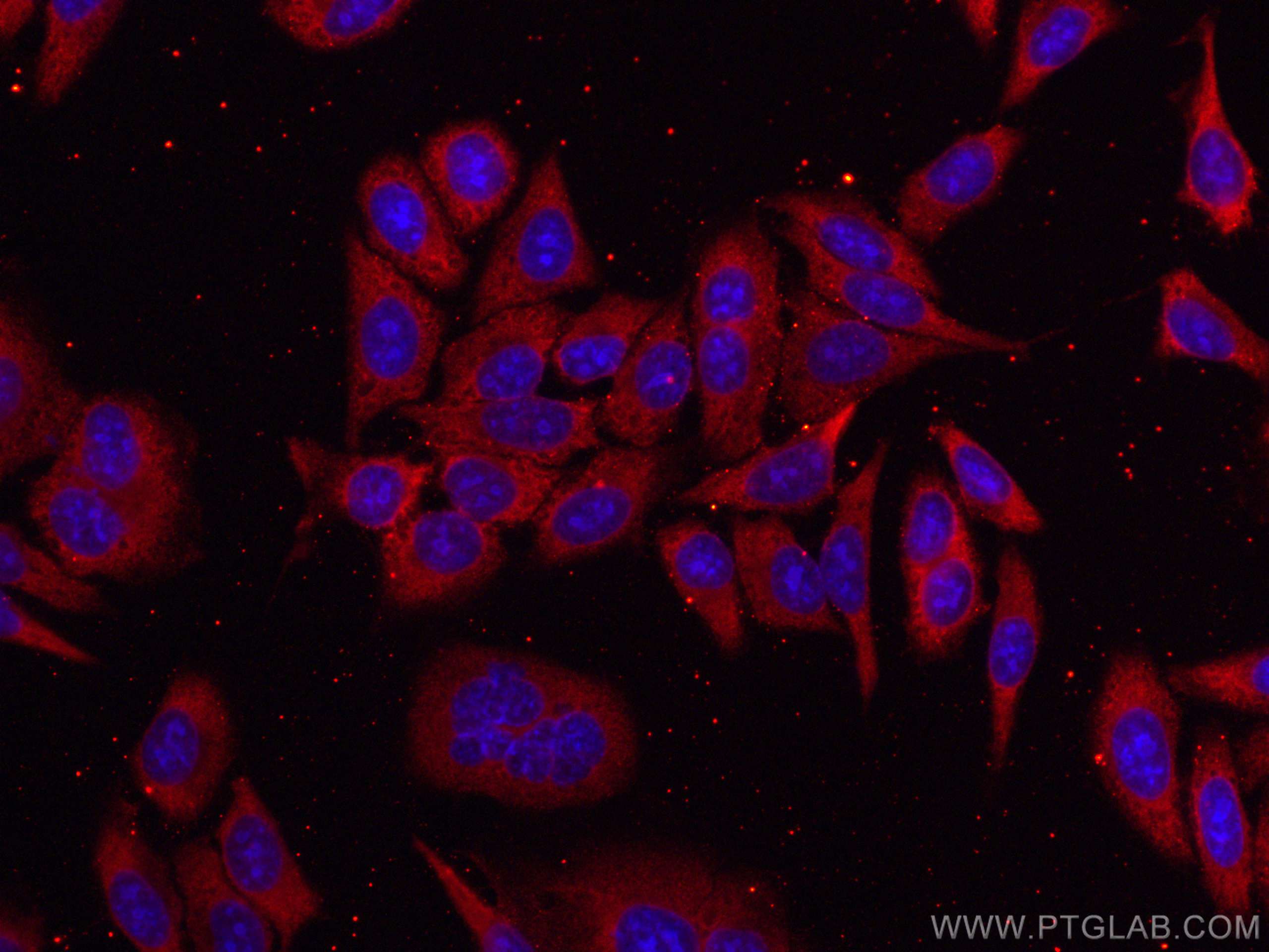 IF Staining of HepG2 using CL594-80570