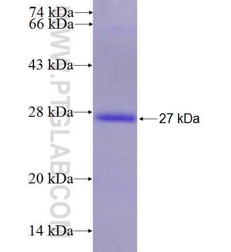 GAPT fusion protein Ag23782 SDS-PAGE