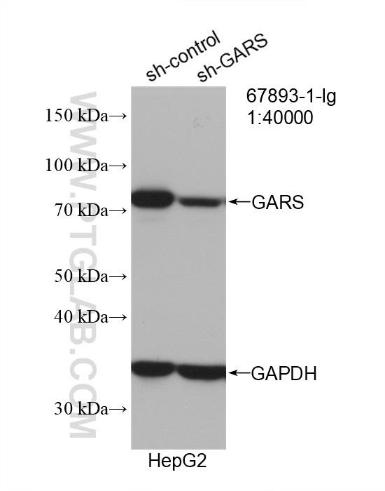 WB analysis of HepG2 using 67893-1-Ig (same clone as 67893-1-PBS)