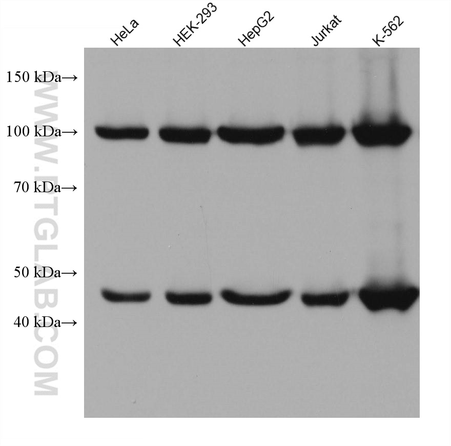 WB analysis using 67939-1-Ig (same clone as 67939-1-PBS)