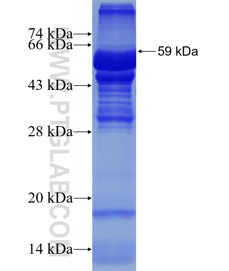 GBE1 fusion protein Ag14154 SDS-PAGE