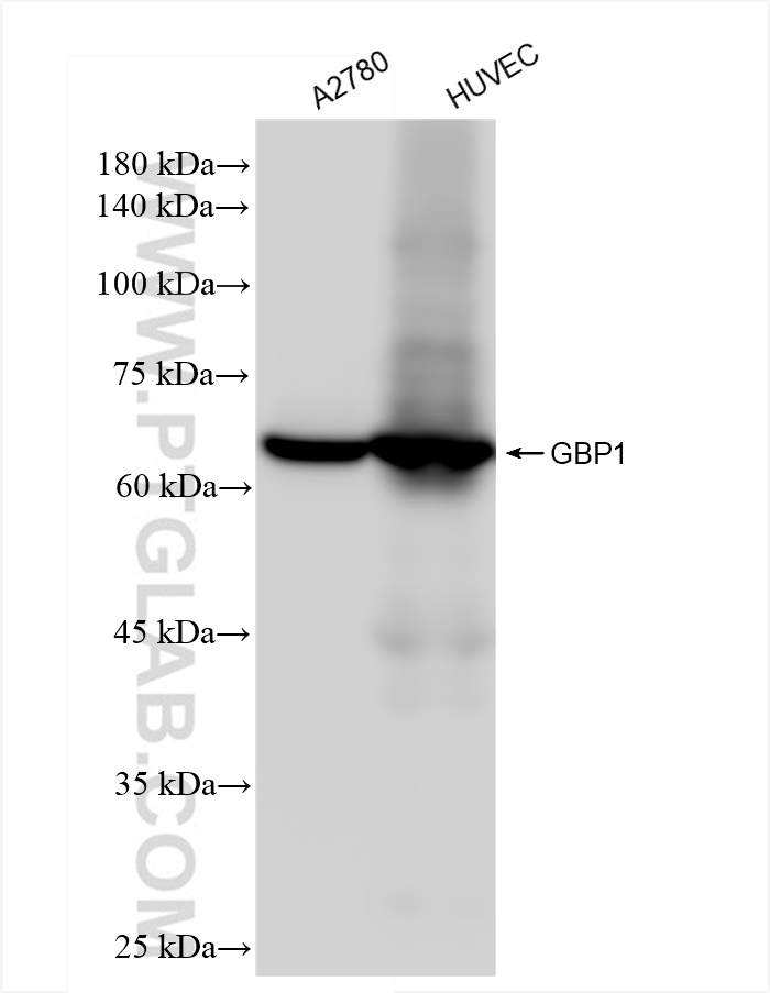 WB analysis using 83751-6-RR (same clone as 83751-6-PBS)