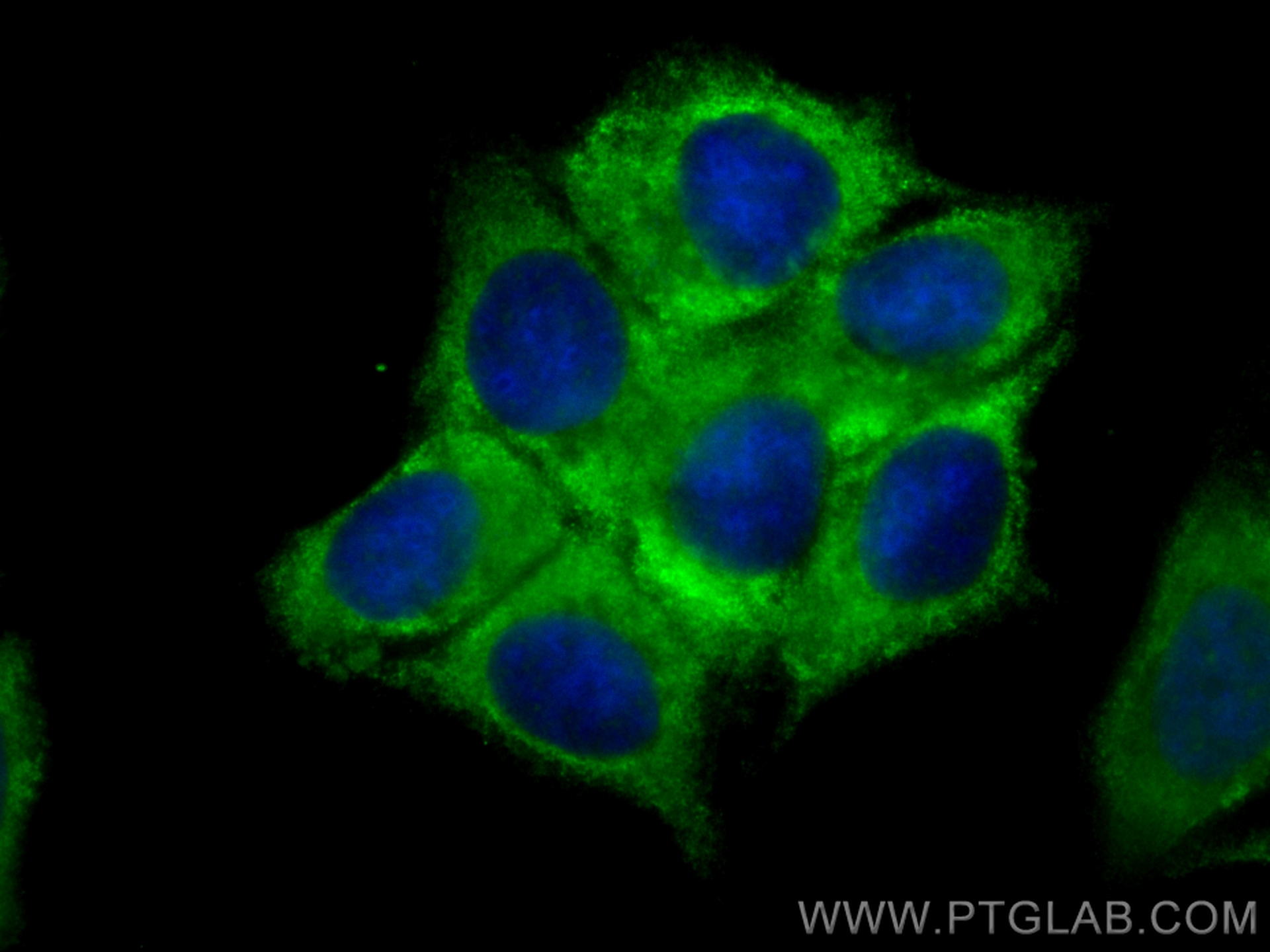 IF Staining of MCF-7 using CL488-13220