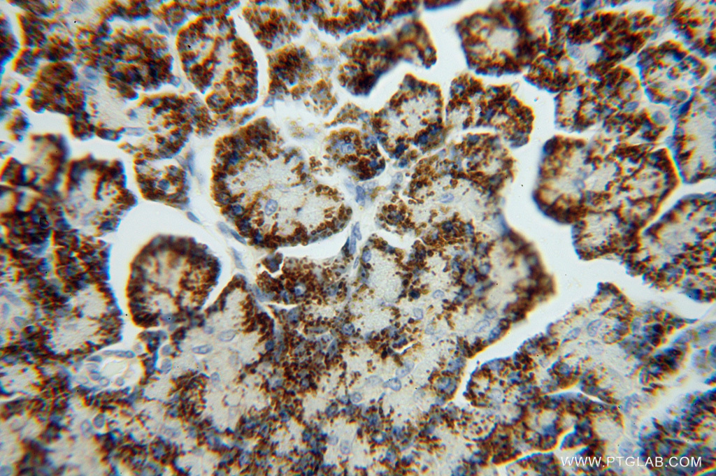 IHC staining of human pancreas using 16317-1-AP