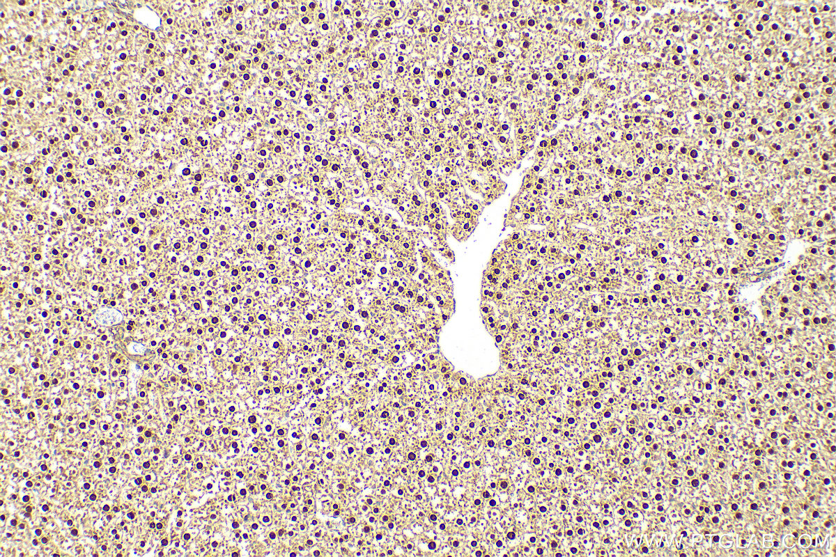 IHC staining of rat liver using 15629-1-AP