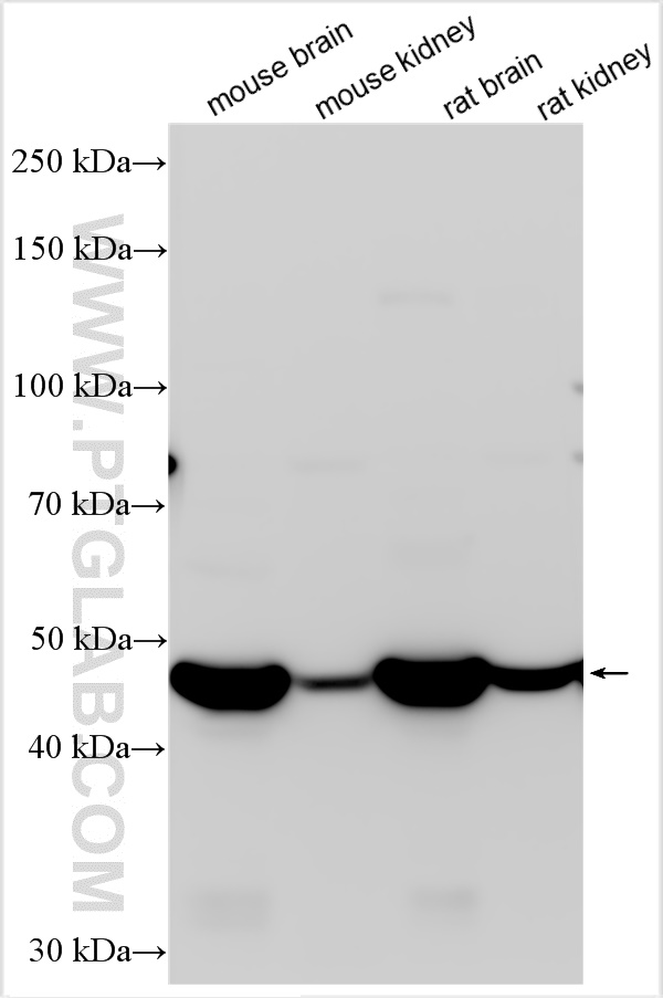 WB analysis using 31493-1-AP