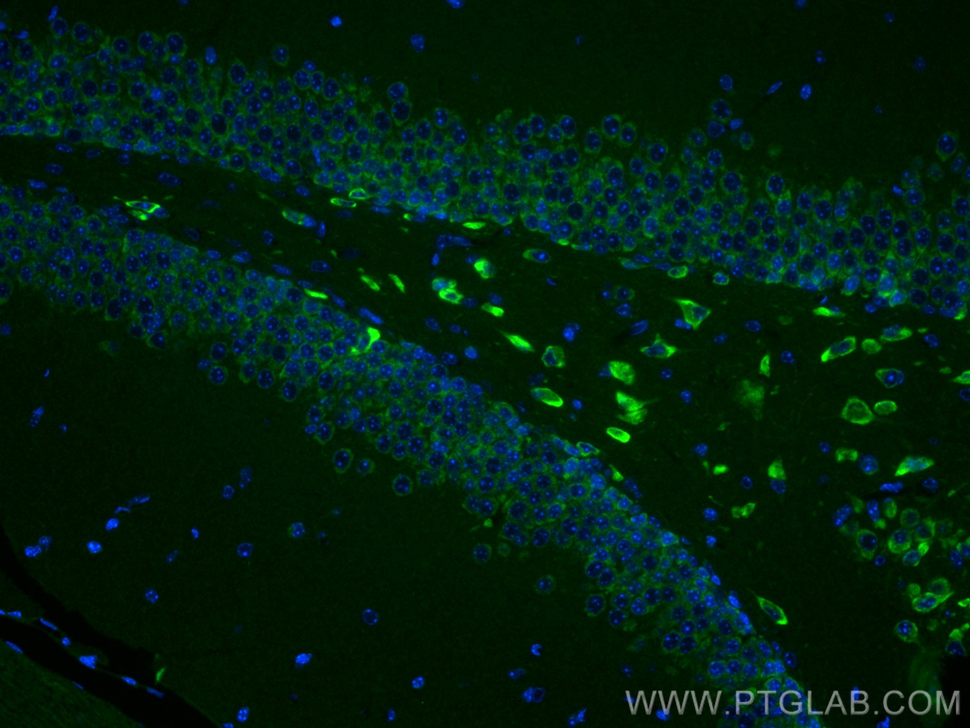 IF Staining of mouse brain using 68083-1-Ig (same clone as 68083-1-PBS)