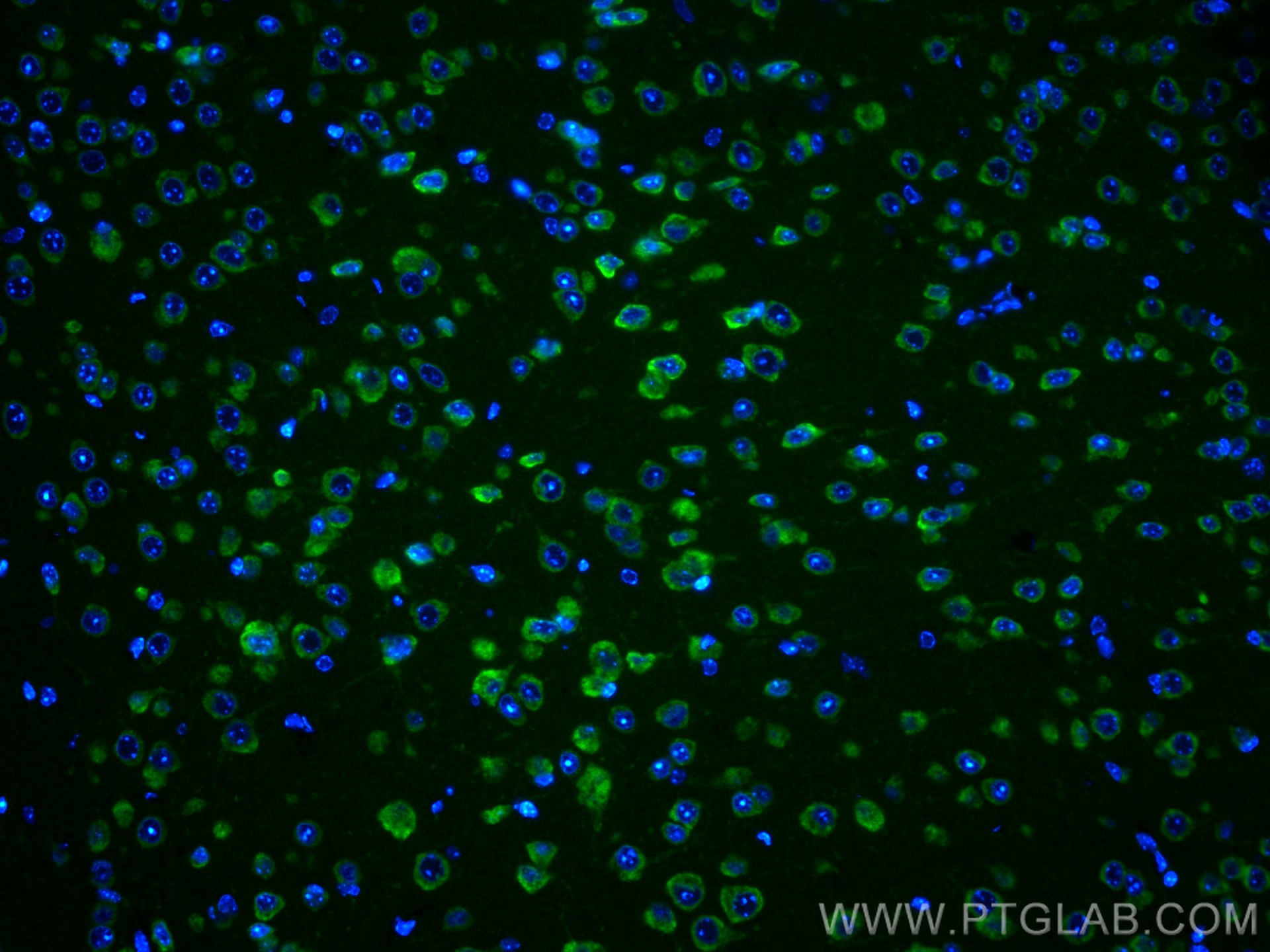 IF Staining of mouse brain using 68083-1-Ig