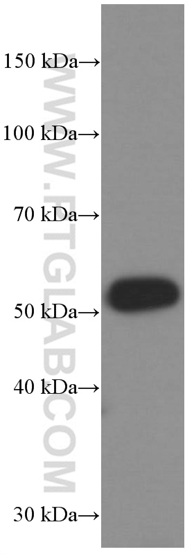 WB analysis of pig bone marrow using 66371-1-Ig