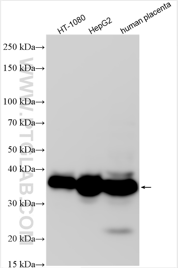 WB analysis using 27455-1-AP