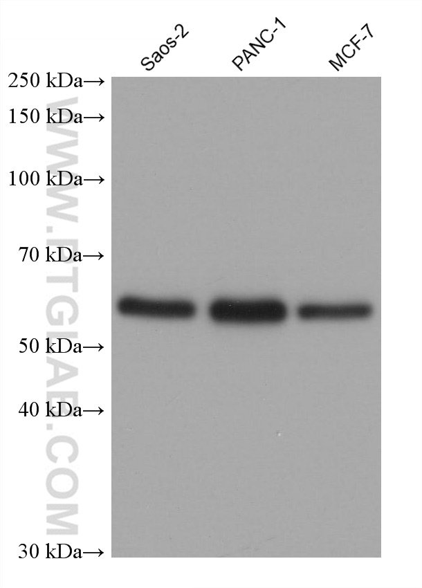 WB analysis using 66434-1-Ig