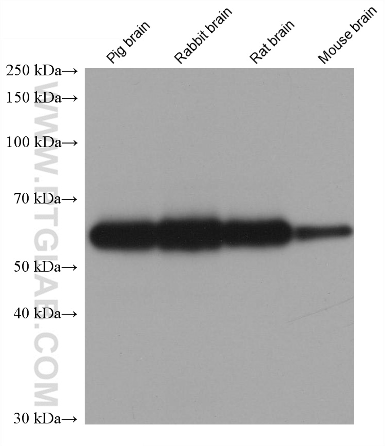 WB analysis using 66434-1-Ig