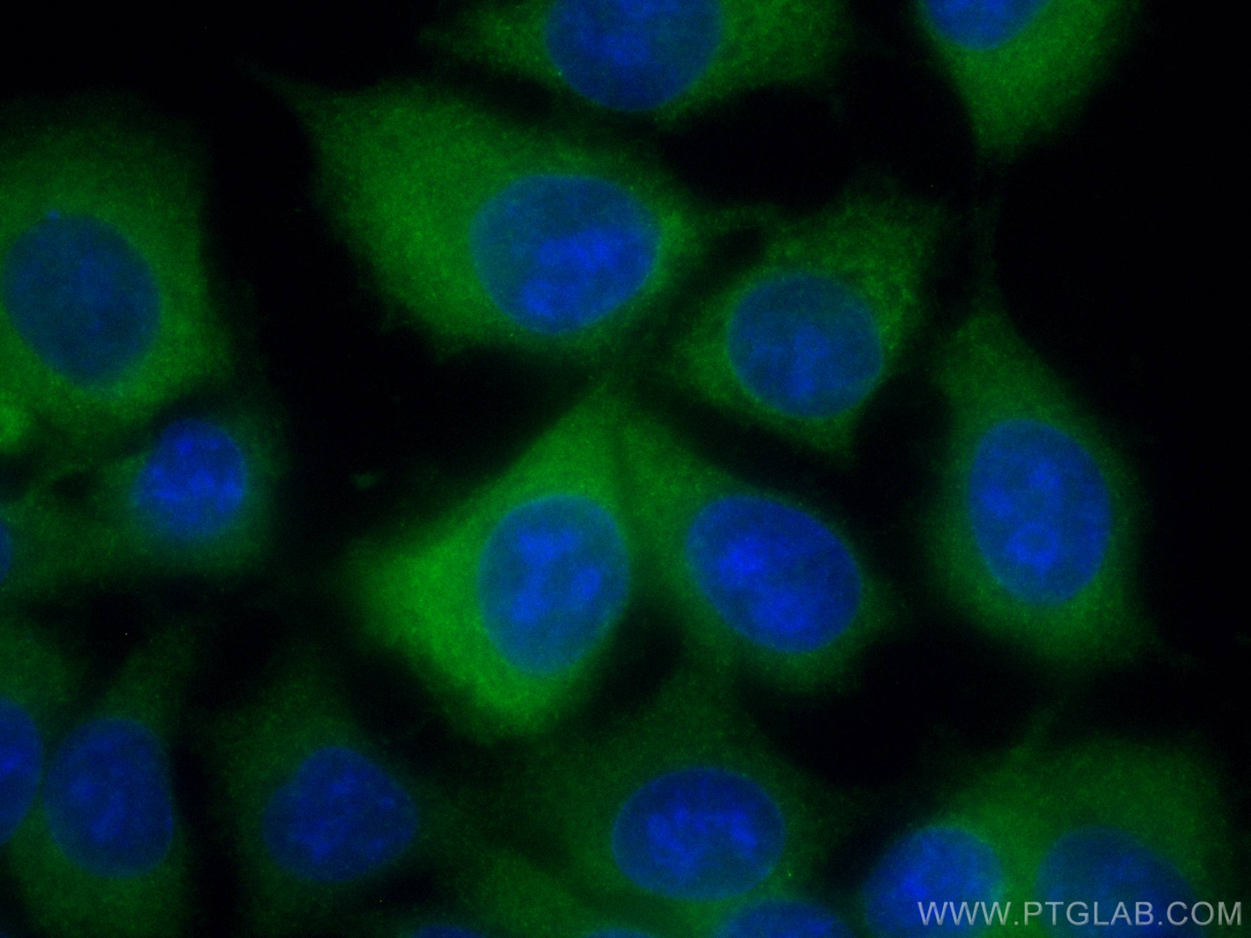 IF Staining of MCF-7 using CL488-66434