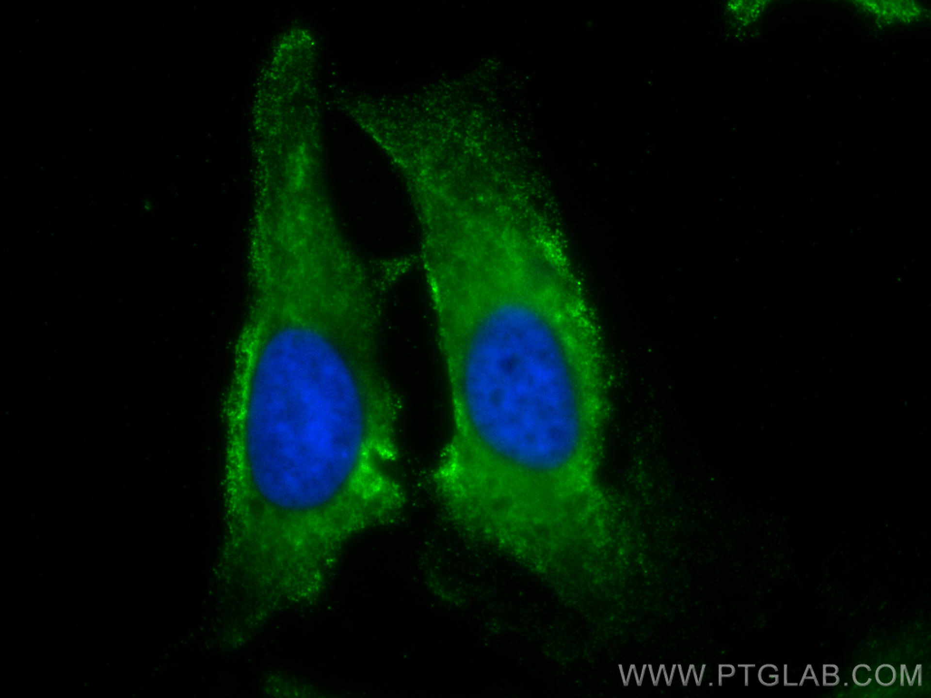 IF Staining of HeLa using CL488-60078