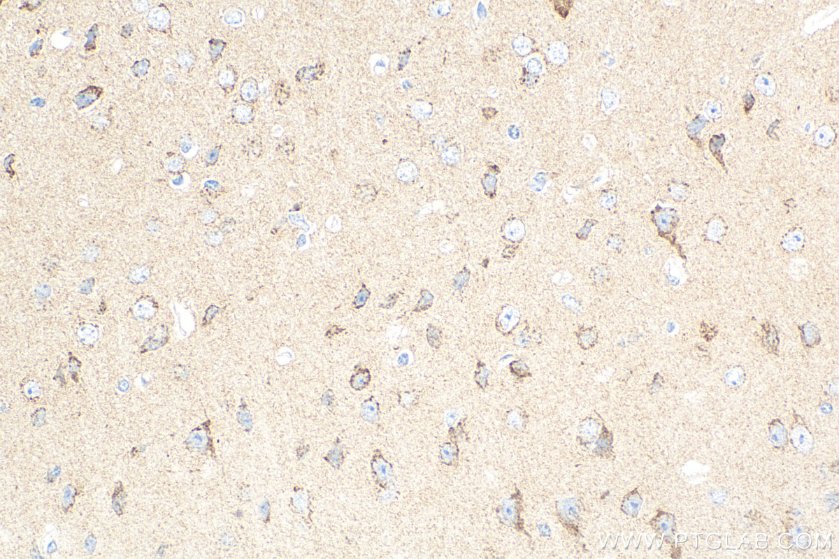 IHC staining of mouse brain using 83087-1-RR