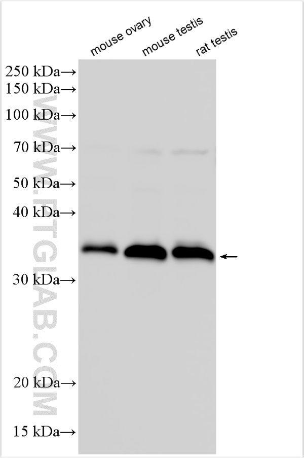 WB analysis using 27861-1-AP