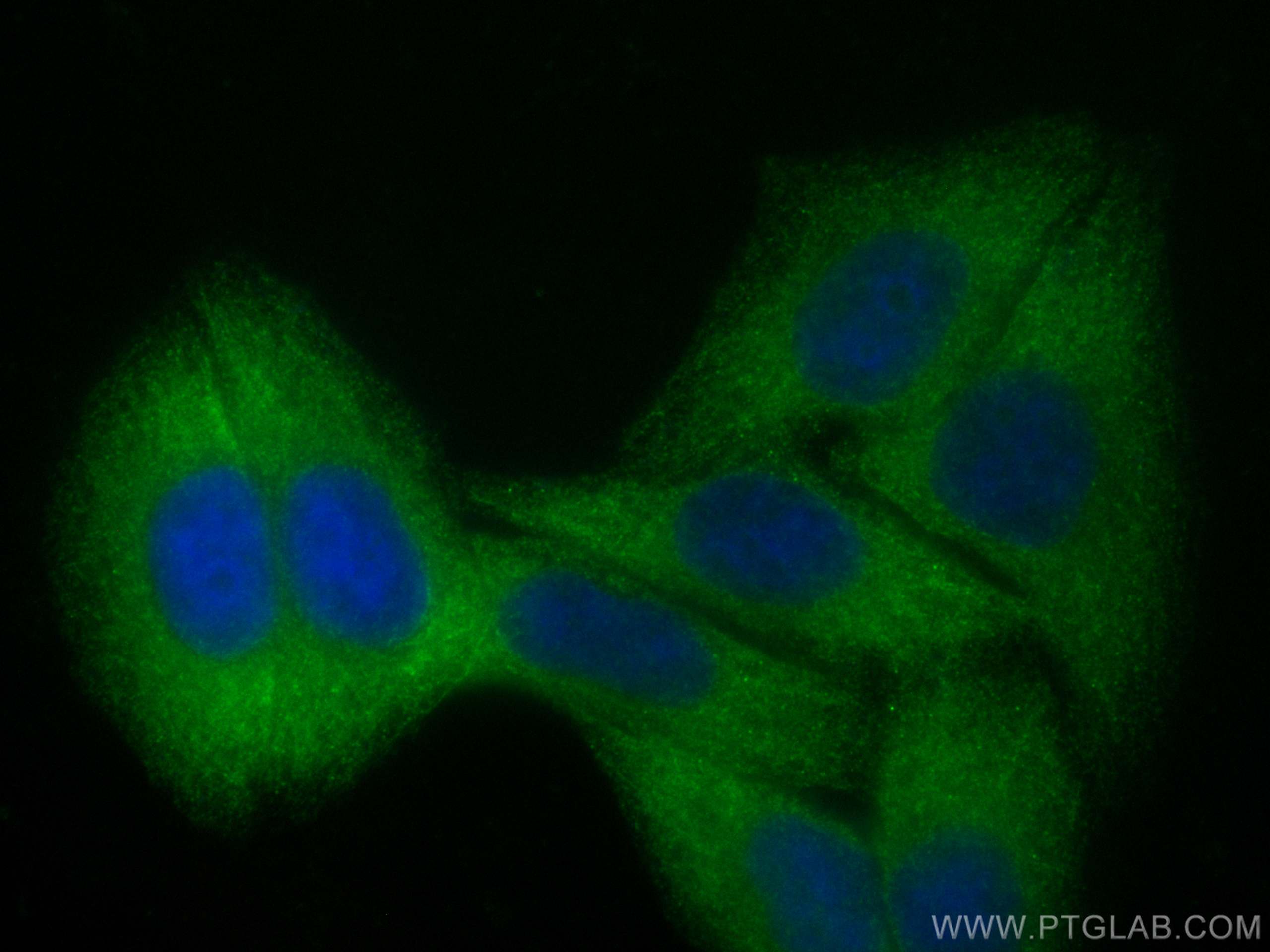 IF Staining of HepG2 using CL488-24472