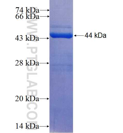 GEM fusion protein Ag26045 SDS-PAGE