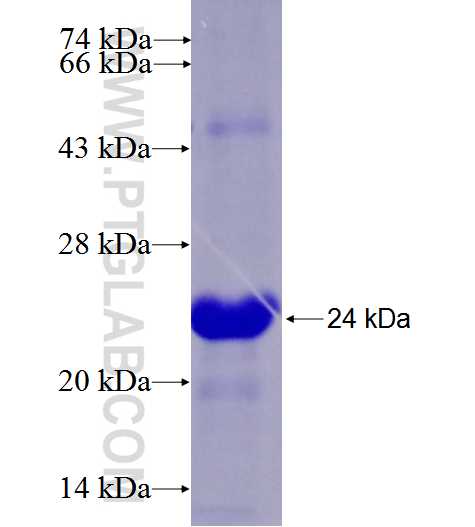 GEM fusion protein Ag26050 SDS-PAGE