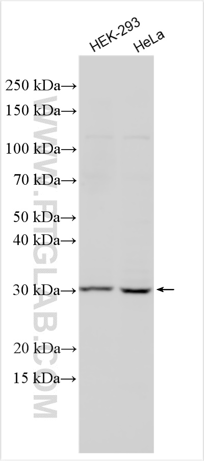 WB analysis using 15251-1-AP