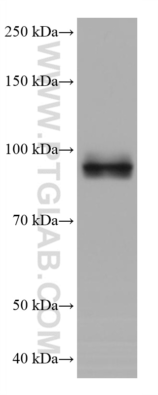 WB analysis of A549 using 68060-1-Ig