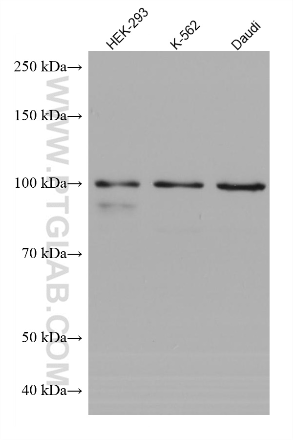 WB analysis using 68060-1-Ig (same clone as 68060-1-PBS)