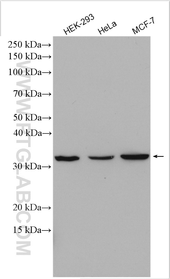 WB analysis using 27768-1-AP