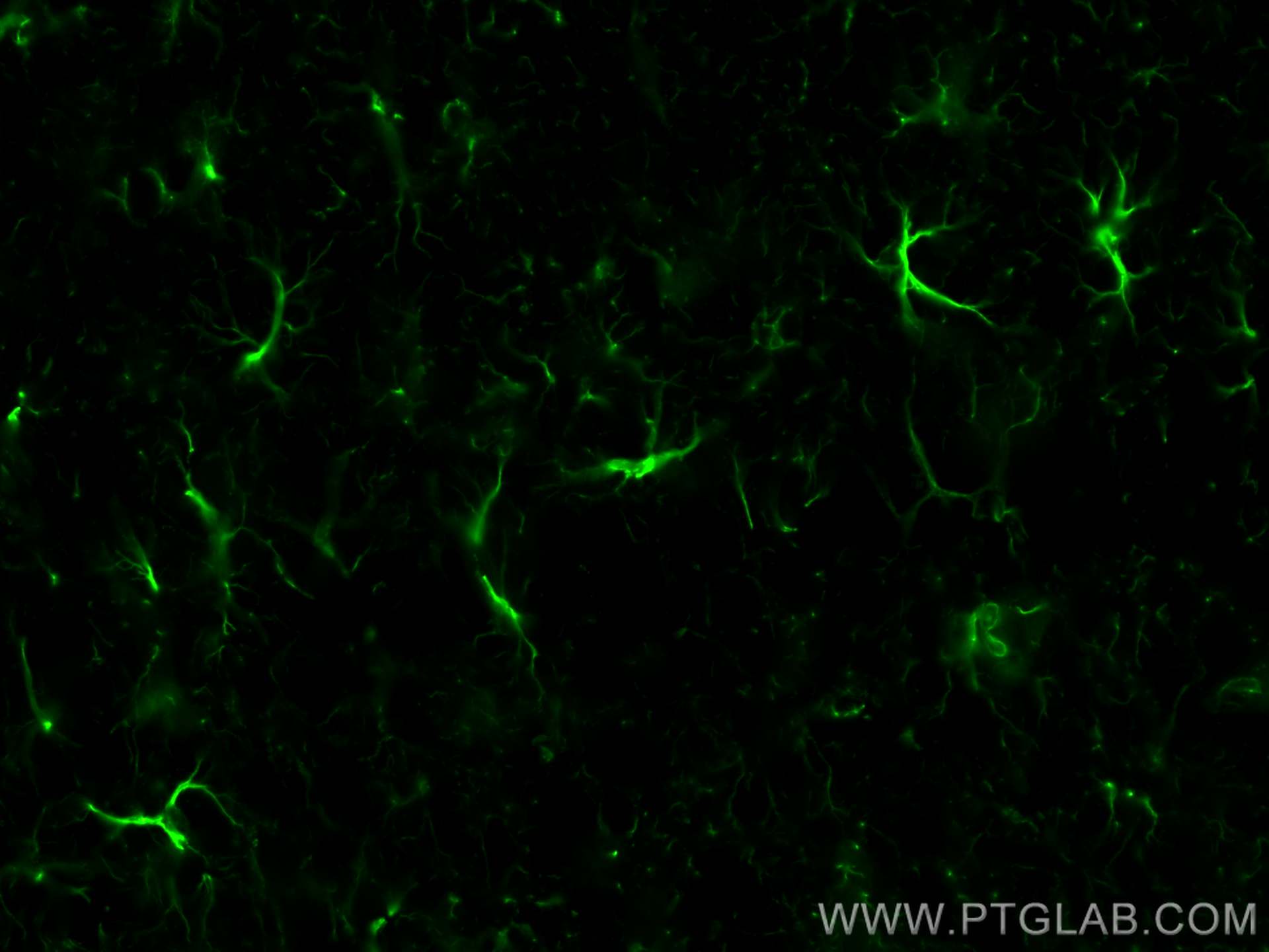 IF Staining of mouse brain using CL488-60190