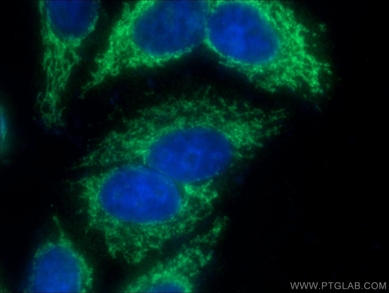 IF Staining of HepG2 using 16941-1-AP