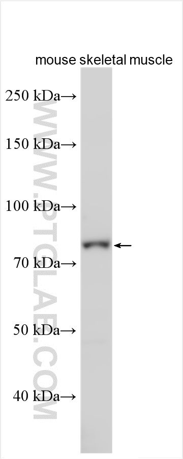 WB analysis using 16941-1-AP