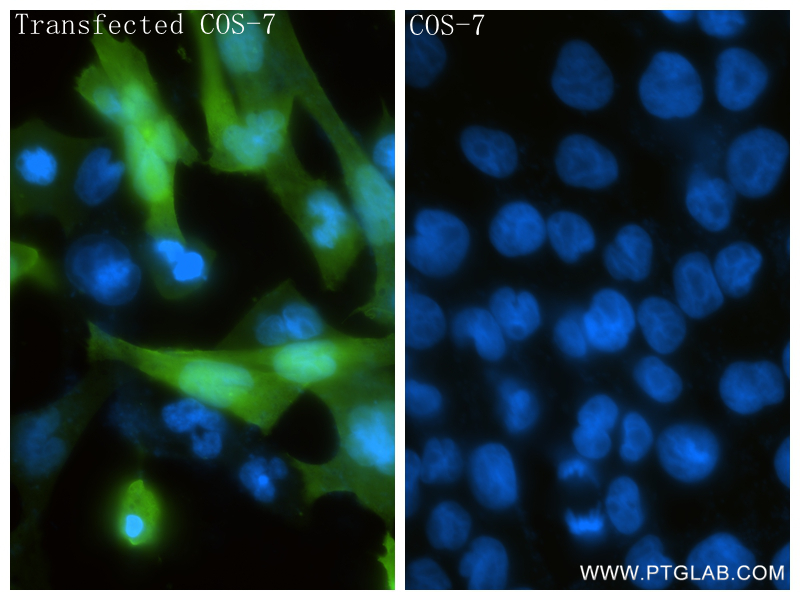 IF Staining of Transfected COS-7 using 81835-2-RR