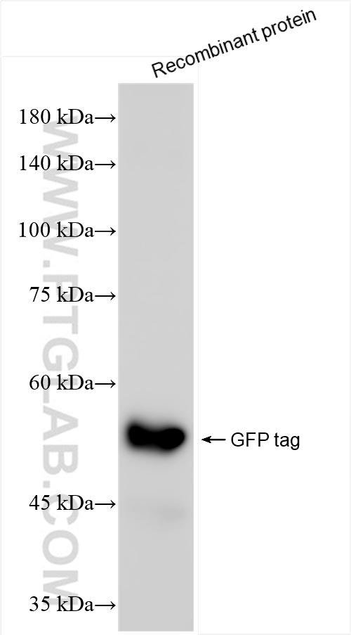 WB analysis of Recombinant protein using 81835-2-RR