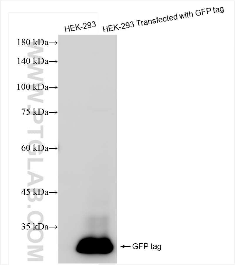 WB analysis of Transfected HEK-293 using 81835-2-RR