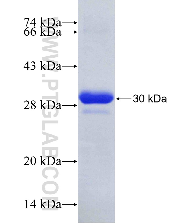 GFRAL fusion protein Ag28504 SDS-PAGE