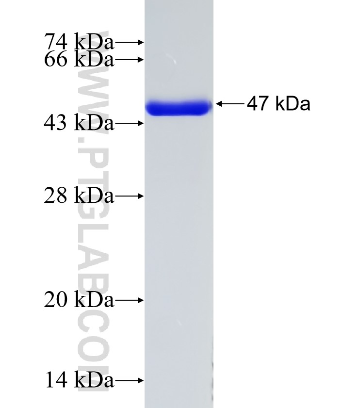 GGCT fusion protein Ag9284 SDS-PAGE