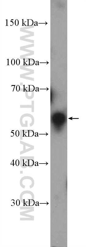 WB analysis of HEK-293 using 26123-1-AP